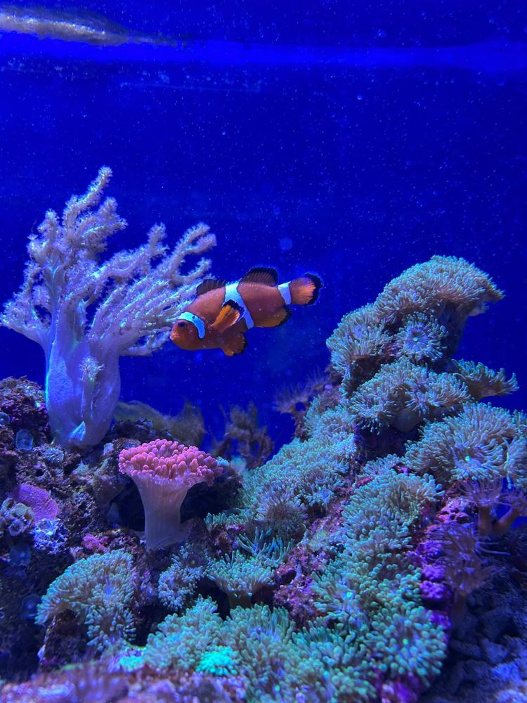 Clownfisch im Meerwasserzentrum Fehmarn