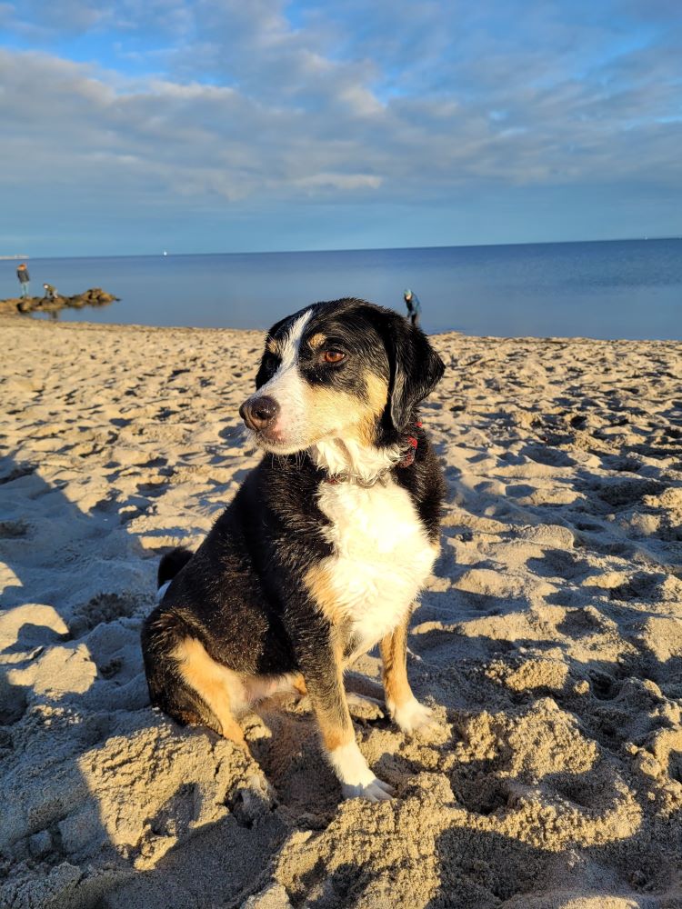 Hund am Strand bei Dahme