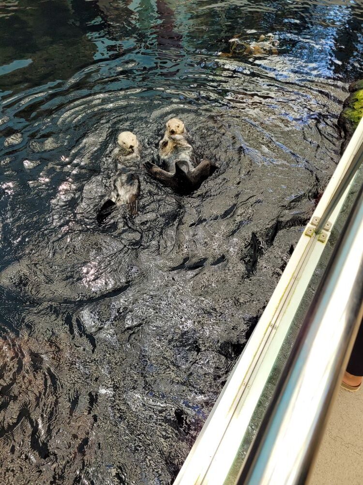 Otter im Aquarium