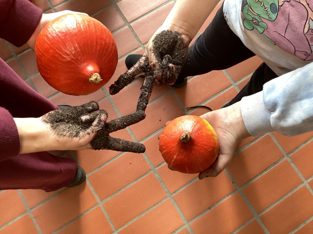 Die AG Natur Pur macht sich die Hände schmutzig und erntet Kürbisse