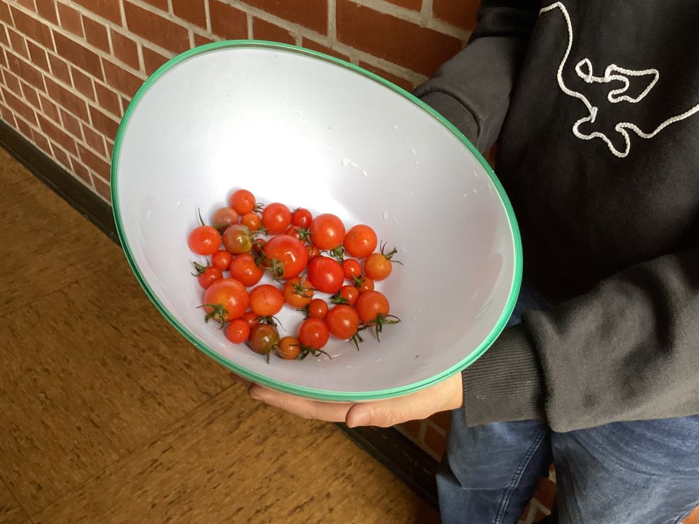Ernteergebnisse, Tomaten in einer Schale