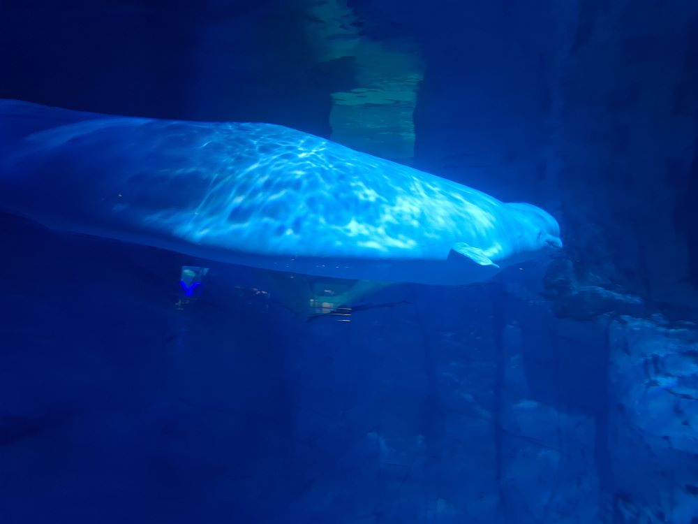 Beluga im Oceanogràfic Valencia