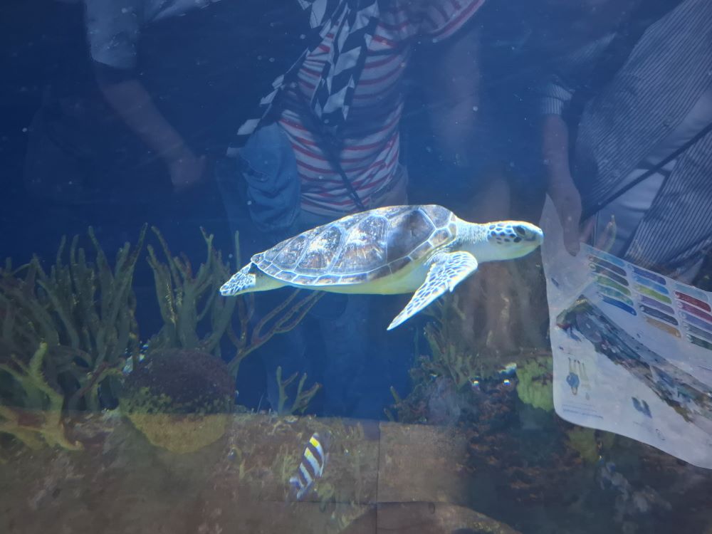 Schildkröte im Oceanogràfic Valencia