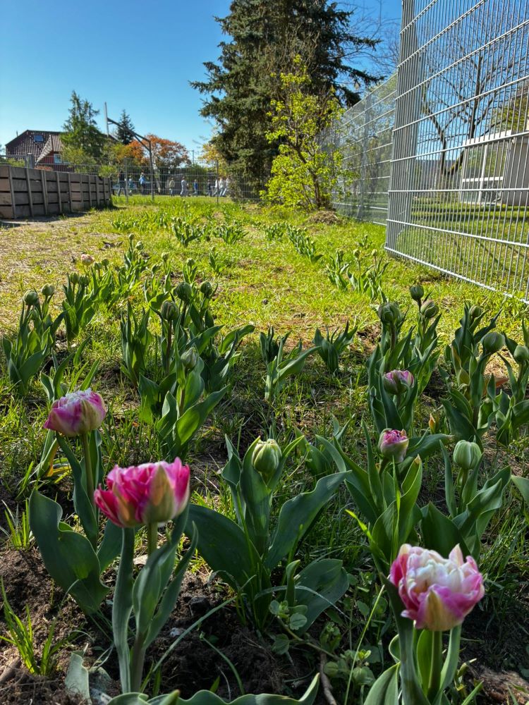 Tulpen im Schulgarten am Südfeld 2