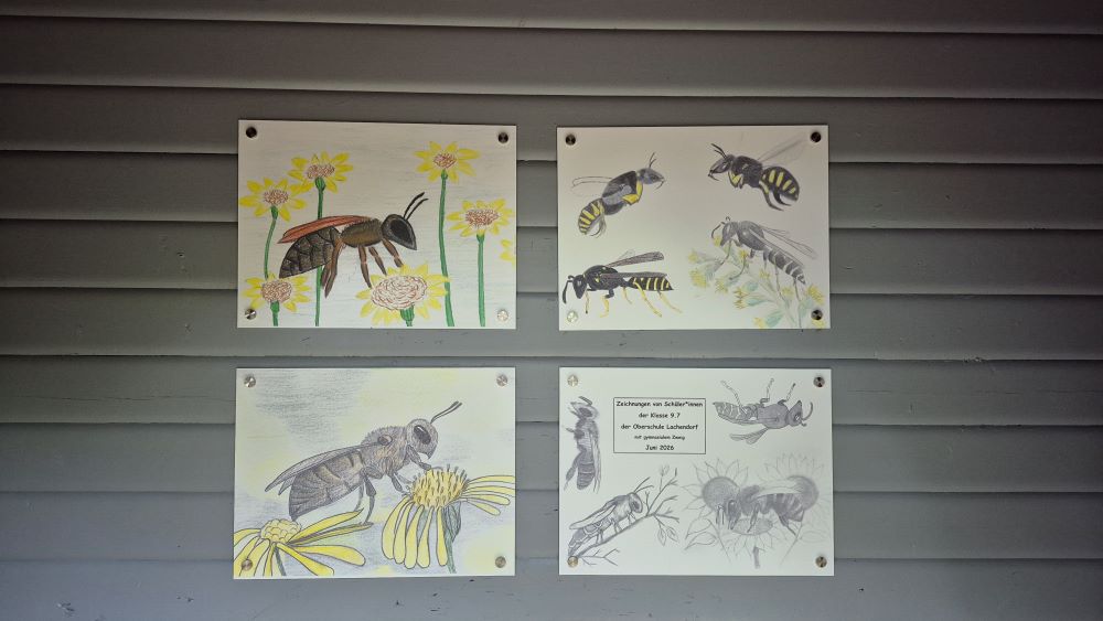 Zeichnungen von Wildbienen, angefertigt von Schüler*innen der 10.7